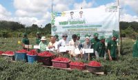 Gapoktan Pading Makmur Lubukparik Panen Cabai Merah hingga 2,4 Ton