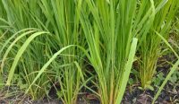 Mau Lihat Padi Darat di Koba, di Sini Tempatnya
