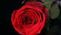 Mawar Merah