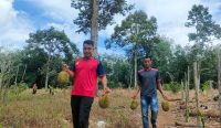 Sensasi Menikmati Durian Tembaga Lokal di Kebun Bujang Dusun Burak