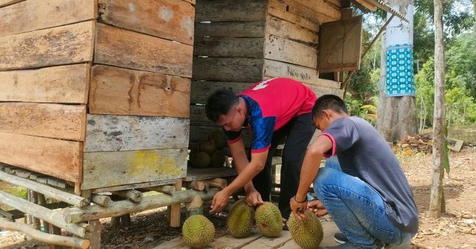 Sensasi Menikmati Durian Tembaga Lokal di Kebun Bujang Dusun Burak