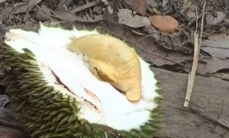 Sensasi Menikmati Durian Tembaga Lokal di Kebun Bujang Dusun Burak