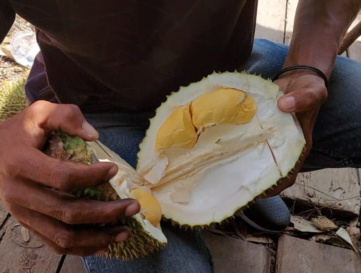Sensasi Menikmati Durian Tembaga Lokal di Kebun Bujang Dusun Burak