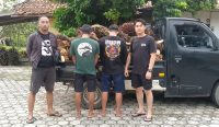 Gasak 1 Ton Buah Sawit Milik PT MHL, 2 Warga Bangka Selatan Diciduk