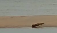 Buaya Tampakkan Diri Kembali, Kali Ini di Pantai Teluk Inggris
