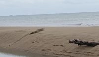 Hampir Setiap Hari Buaya Muncul di Pantai Keranggan
