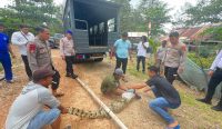Serang Warga, Buaya di Perairan Tembelok akhirnya Ditangkap