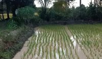 Sawah Desa Rias Tercemar Limbah Tambang, Petani Khawatir Gagal Panen