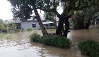 Warga Belolaut Memilih Bertahan di Rumah Meski Digenangi Air