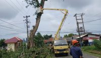 Cegah Kecelakaan, PT Timah dan PLN Tebang Pohon Berisiko di Mentok