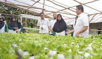 PT Timah Gerakkan Program Hidroponik bagi Kelompok Perempuan di Desa Sawang Laut