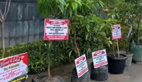 Karangan Bunga Diganti Pohon Hidup, Langkah Kecil Berdampak Besar
