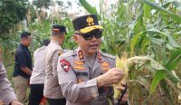 Program Ketahanan Pangan Sukses, Polda Babel Panen 10 Ton Jagung Manis