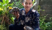 Potensi dan Tantangan Budidaya Kura-Kura Ambon di Bangka Belitung