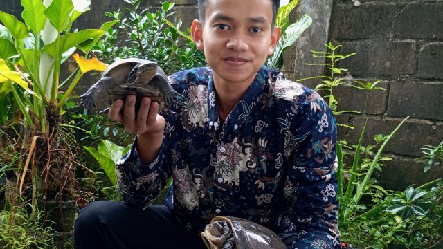 Potensi dan Tantangan Budidaya Kura-Kura Ambon di Bangka Belitung