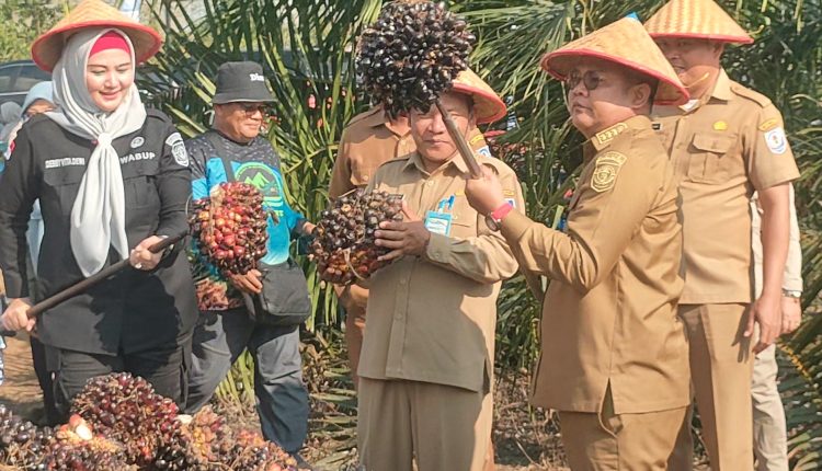 Desa Nyelanding Panen Perdana Kelapa Sawit Program Riza-Debby