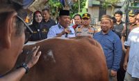 Desa Sadai Terima Sapi Bantuan Presiden Seberat 1,1 Ton