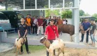 Rutan Kelas IIB Mentok Sembelih 2 Ekor Kambing dan 1 Sapi