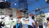 Sambut HUT ke-79 Bhayangkara, Ratusan Kicau Mania Meriahkan Lomba Burung Berkicau di Polda Babel