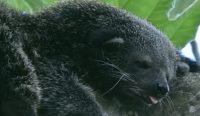 Binturong: Penjaga Hutan Tropis yang Terlupakan