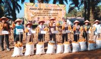 Panen Jagung, Kapolres Bateng Dukung Ketahanan Pangan 2 Perusahaan di Desa Romadhon
