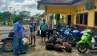 Permintaan Maaf 3 Pencuri Sawit di Tempilang Tak Digubris, Ketua Poktan Tetap Lapor ke Polisi