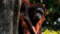 Orang Utan Kalimantan : Cerminan Nyata Krisis Hutan dan Ketamakan Manusia