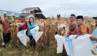 Wabup Babar dan PKK Panen Jagung Perdana di Belolaut