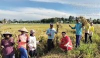 Panen Kedua di 2025, Petani Namang Ajak Masyarakat Beli Beras Lokal, Tanpa Oplosan