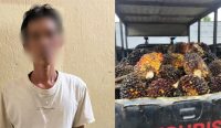 Curi 1,14 Ton Sawit PT BPL, AM Diringkus Polsek Kelapa