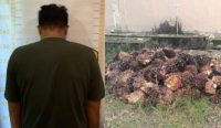 Curi Sawit di PT MHL, Warga Desa Ranggas Diringkus, 2 Rekannya Kabur