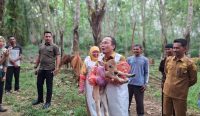 Bulan Bakti Perternakan, Bupati Algafry Dorong Swasembada Sapi di Bangka Tengah