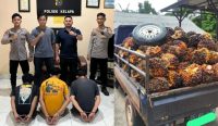Curi Kelapa Sawit di Perusahaan Sinar Mas Grup, 3 Warga Babar Diringkus