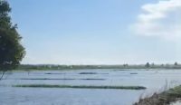 80 Hektare Sawah di Desa Fajar Indah Terendam Banjir, Gubernur dan Bupati Diminta Selamatkan Petani