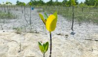 Mangrove Jadi Benteng Pesisir, PT Timah Tanam Ribuan Bibit Lewat Program TJSL