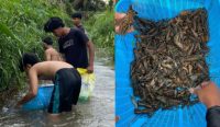 Himaserda Unmuh Babel Bergerak: Cegah Ledakan Lobster Invasif di Perairan Desa Petaling