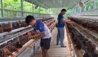 Peternak Ayam Broiler Masih Minim, Bangka Barat Suplai Kebutuhan dari Luar