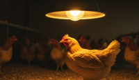Lampu Ayam