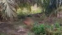 Geger! Sesosok Mayat Ditemukan di Kebun Warga Desa Mislak