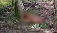 Kades Mislak Benarkan Ada Penemuan Mayat di Kebun Sawit