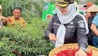 Panen Raya Cabai di Desa Sidoharjo, Wabup Debby Apresiasi Petani Jaga Ketahanan Pangan di Basel