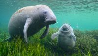 Simbiotik Pesisir: Urgensi Konservasi Lamun terhadap Populasi Dugong