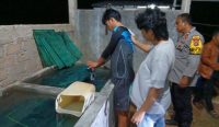 Curi Udang di Tambak Senilai Rp50 Juta, Mantan Karyawan Diciduk Polsek Mentok