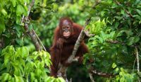 Upaya Konservasi Orang Utan Kalimantan dalam Menghadapi Ancaman Deforestasi dan Konversi Lahan Sawit