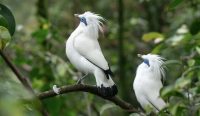 Jalak Bali (Leucopsar rothschildi), yang dikenal juga sebagai Bali myna, merupakan satwa endemik Indonesia sekaligus simbol
