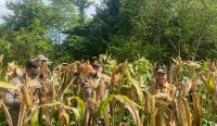 Polres Basel Panen 1 Ton Jagung di Lahan Bumdes Desa Gadung