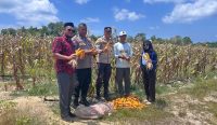 Iptu Rusdi Panen Jagung Pipil bersama Masyarakat Belo Laut