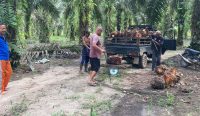 Petani Sawit Bangka Selatan Menjerit: Harga TBS Anjlok, Pupuk Meroket, Pemerintah Bungkam?
