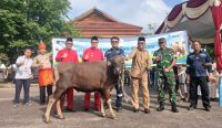 Pemkab Babar Salurkan 114 Hewan Kurban, Markus: Gotong Royong Tidak Boleh Hilang