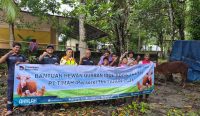 Lebih Dekat dengan Masyarakat, PT Timah Bagikan Puluhan Sapi Kurban di Pulau Belitung
